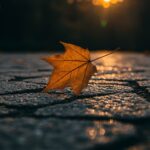 Что такое канонические ссылки